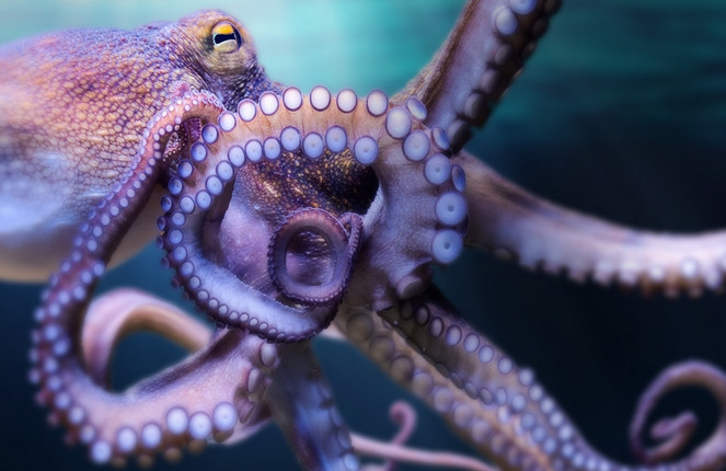 Head_Oktopus